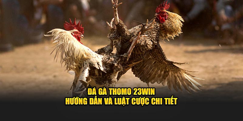 Đá gà Thomo tại 23win