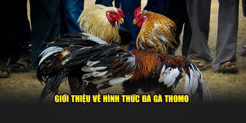 Giới thiệu vài nét về cá độ chọi gà Thomo