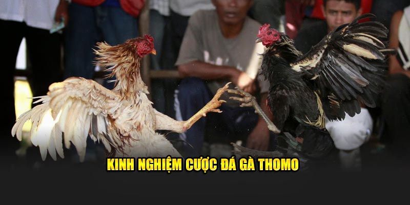 Kinh nghiệm cược đá gà Thomo