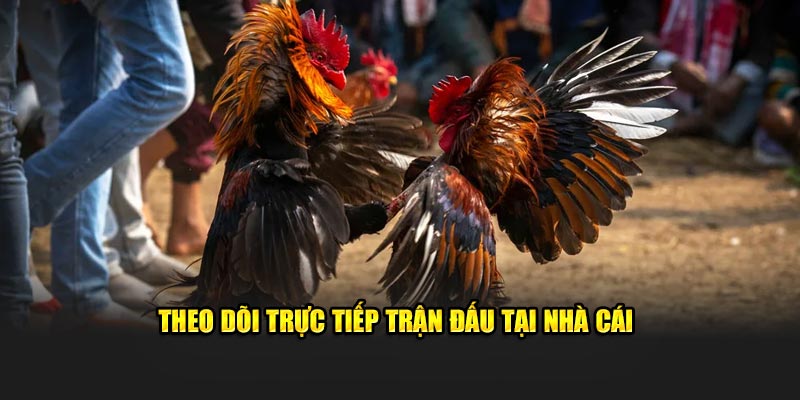 Theo dõi trực tiếp các trận đấu chọi kê tại nhà cái