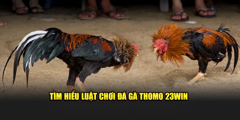 Tìm hiểu luật chơi đá gà Thomo 23WIN